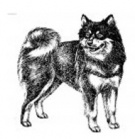 Hromadné očkování psů a koček 1